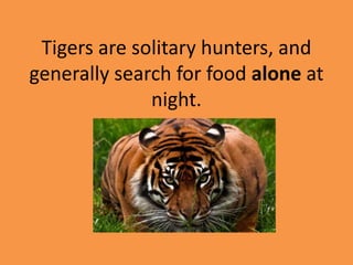 Tigers are solitary hunters, and
generally search for food alone at
night.
 