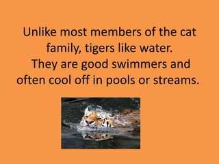 Unlike most members of the cat
family, tigers like water.
They are good swimmers and
often cool off in pools or streams.
 