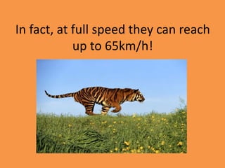 In fact, at full speed they can reach
up to 65km/h!
 