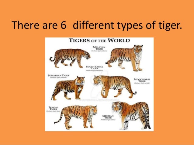 tiger research task 10 638