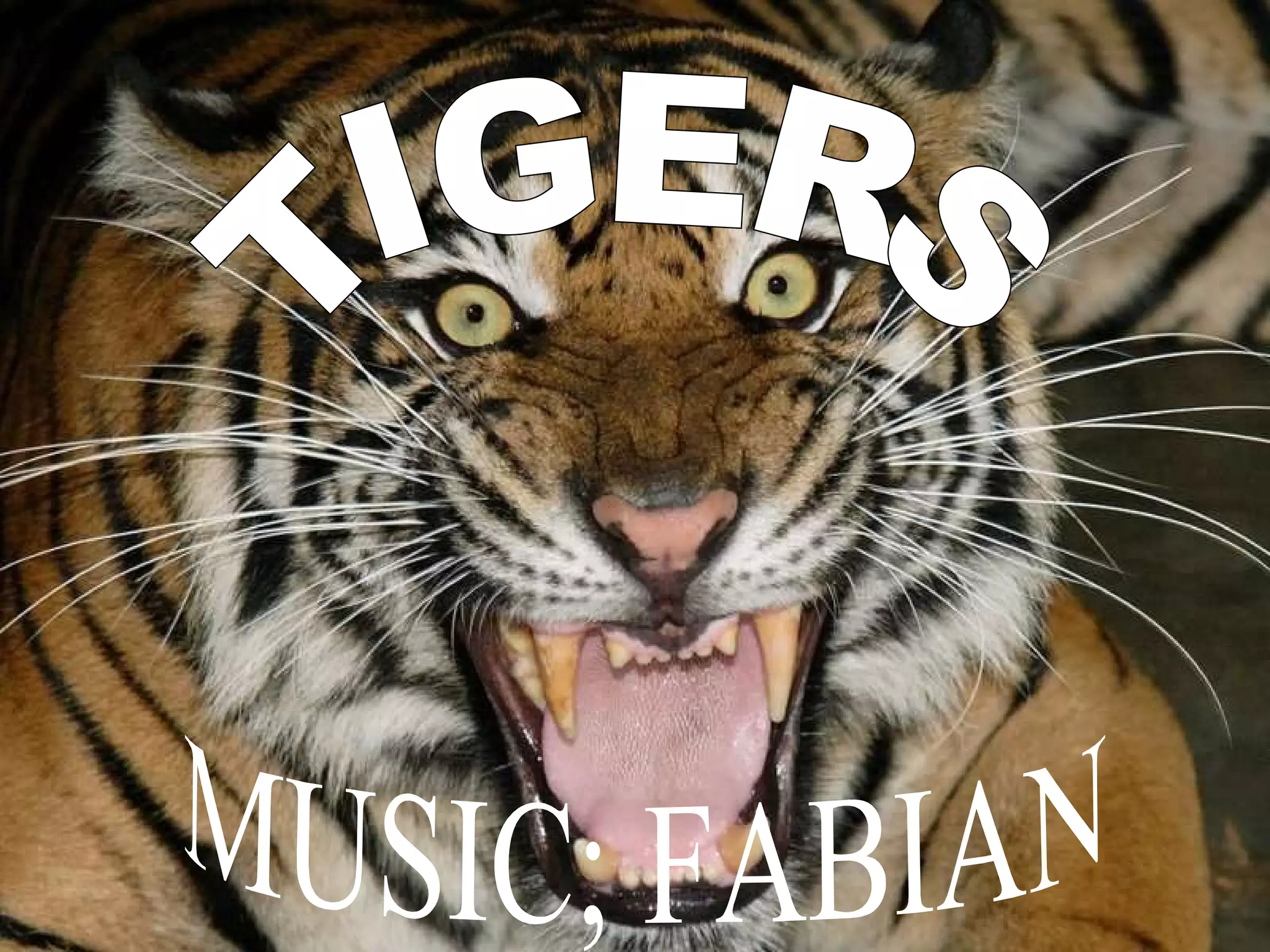 TIGERS MUSIC; FABIAN