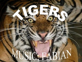 TIGERS MUSIC; FABIAN 