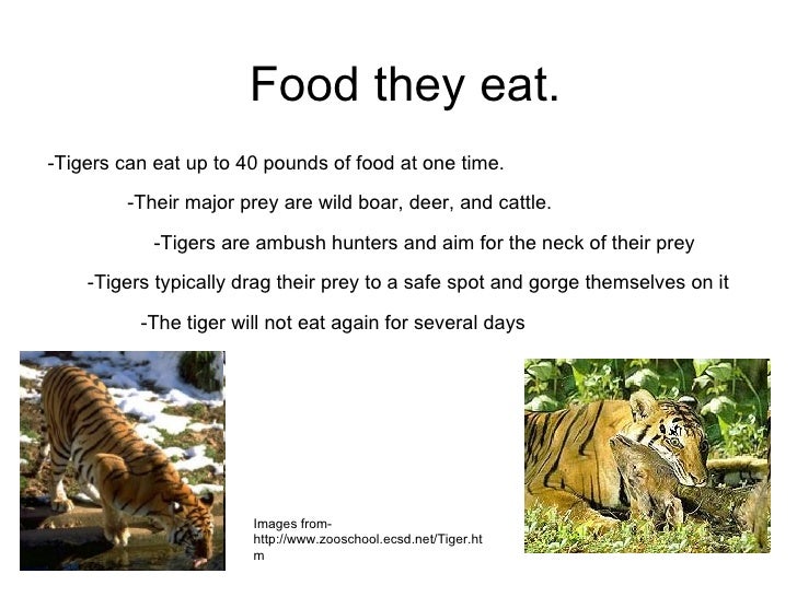 Tigers