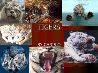 TIGERS BY CHRIS O 