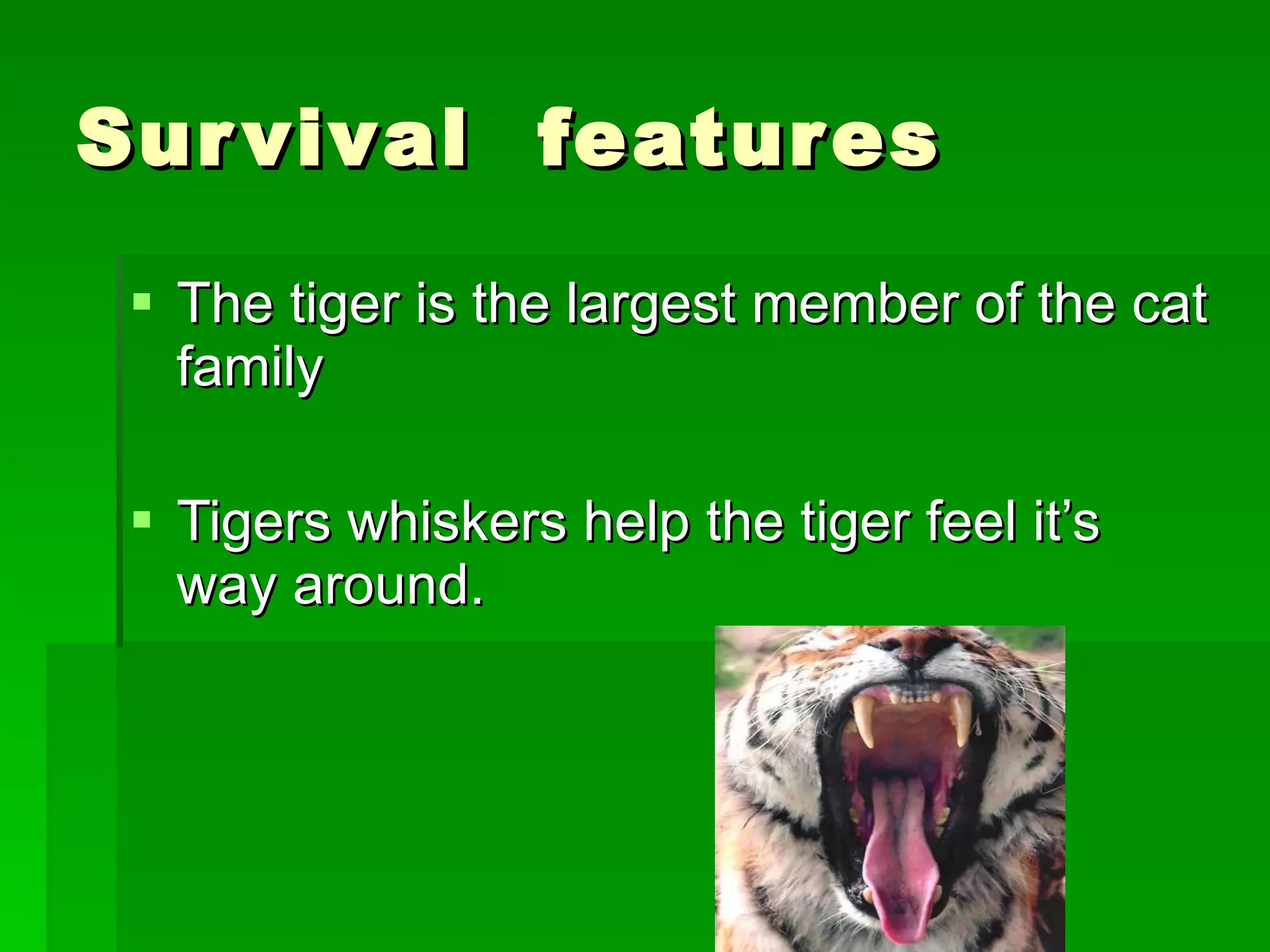 Survival  features  The tiger is the largest member of the cat family Tigers whiskers help the tiger feel it’s way around.  