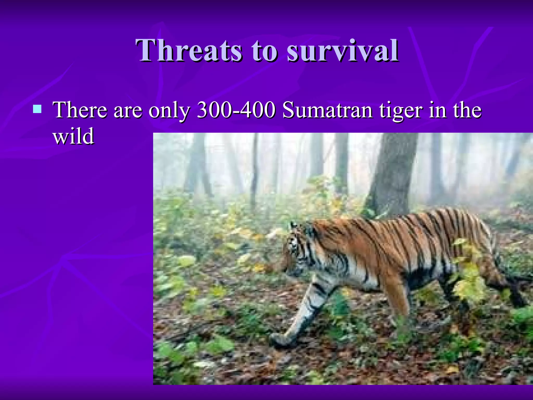 Threats to survival There are only 300-400 Sumatran tiger in the wild  