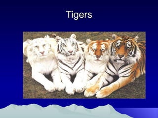 Tigers 