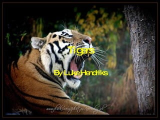 Tigers By Luke Hendriks 
