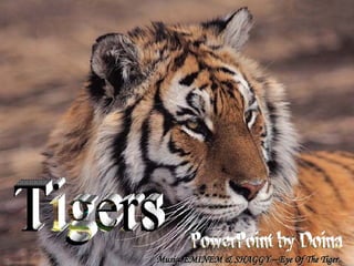 Tigers PowerPoint by Doina Music: EMINEM & SHAGGY – Eye Of The Tiger 