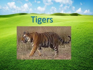 Tigers
 