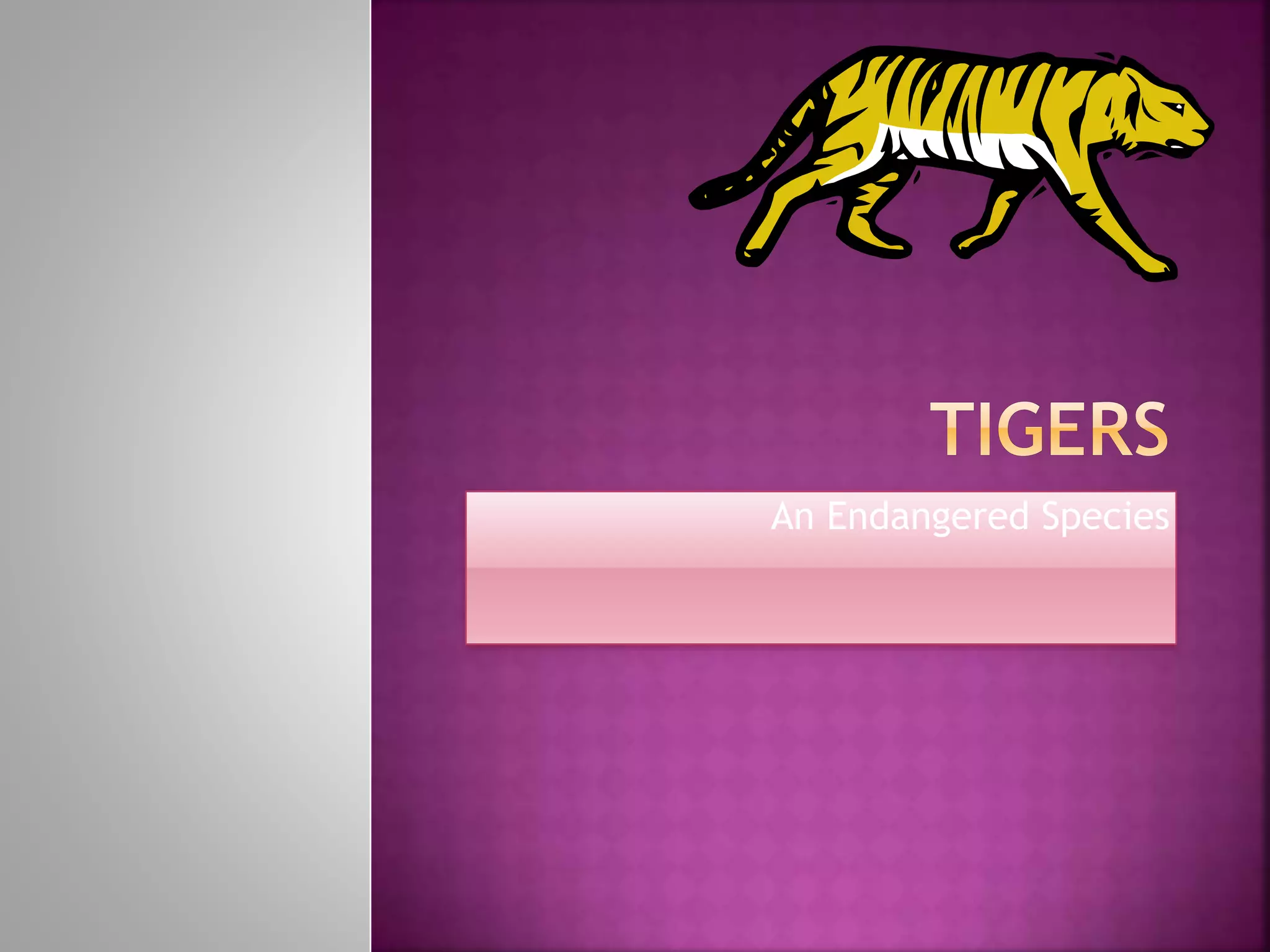 TIGERS OUR NATIONAL ANIMAL | PPT