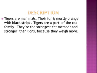 Tigers | PPTX
