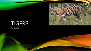 TIGERS
By: Arshia
 