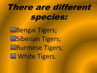 There are different species:Bengal Tigers;Siberian Tigers;Burmese Tigers; White Tigers.