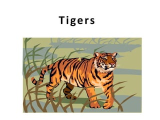 Tigers 
