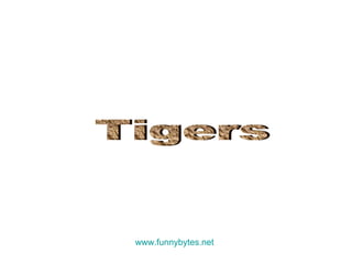 Tigers www.funnybytes.net 