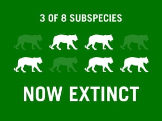 3 OF 8 SUBSPECIES
NOW EXTINCT
