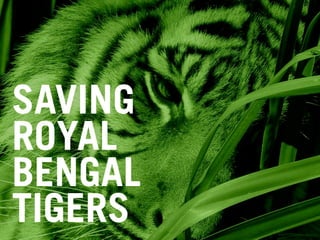 SAVING
ROYAL
BENGAL
TIGERS
 