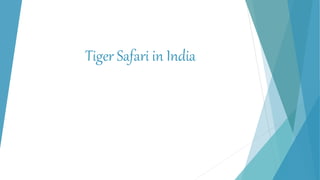 Tiger Safari in India
 