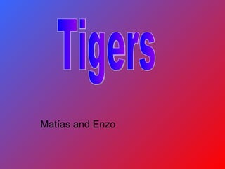 Matías and Enzo  Tigers 