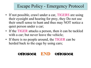 Escape Policy - Emergency ProtocolIf not possible, crawl under a car, TIGERS are using their eyesight and hearing for prey, they Do not use their smell sense to hunt and thus may NOT notice a quiet person under a car;If the TIGER attacks a person, then it can be tackled with a car; but never leave the vehicle;If there is no people around, the TIGER can be herded back to the cage by using cars;abcd END    abcd