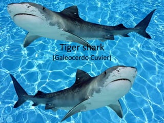 Tiger shark
(Galeocerdo Cuvier)
 