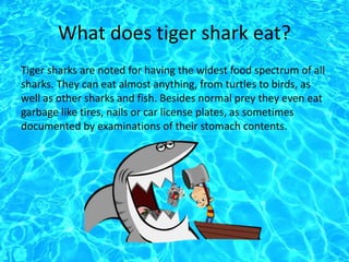 What does tiger shark eat?
Tiger sharks are noted for having the widest food spectrum of all
sharks. They can eat almost anything, from turtles to birds, as
well as other sharks and fish. Besides normal prey they even eat
garbage like tires, nails or car license plates, as sometimes
documented by examinations of their stomach contents.
 