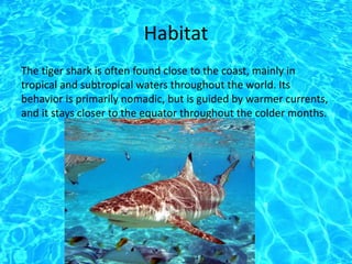 Habitat
The tiger shark is often found close to the coast, mainly in
tropical and subtropical waters throughout the world. Its
behavior is primarily nomadic, but is guided by warmer currents,
and it stays closer to the equator throughout the colder months.
 