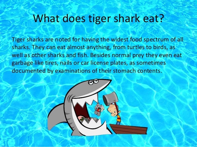 Tiger shark