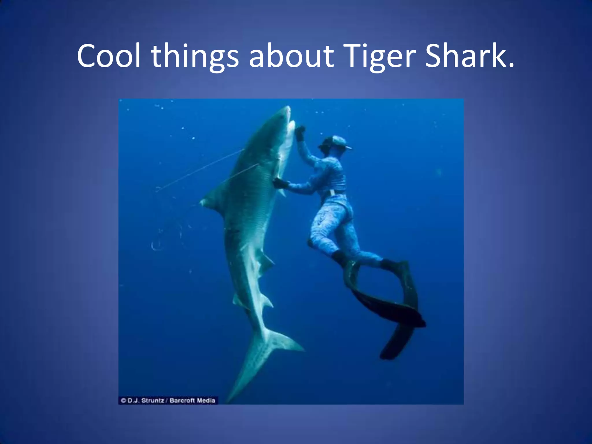 Cool things about Tiger Shark.