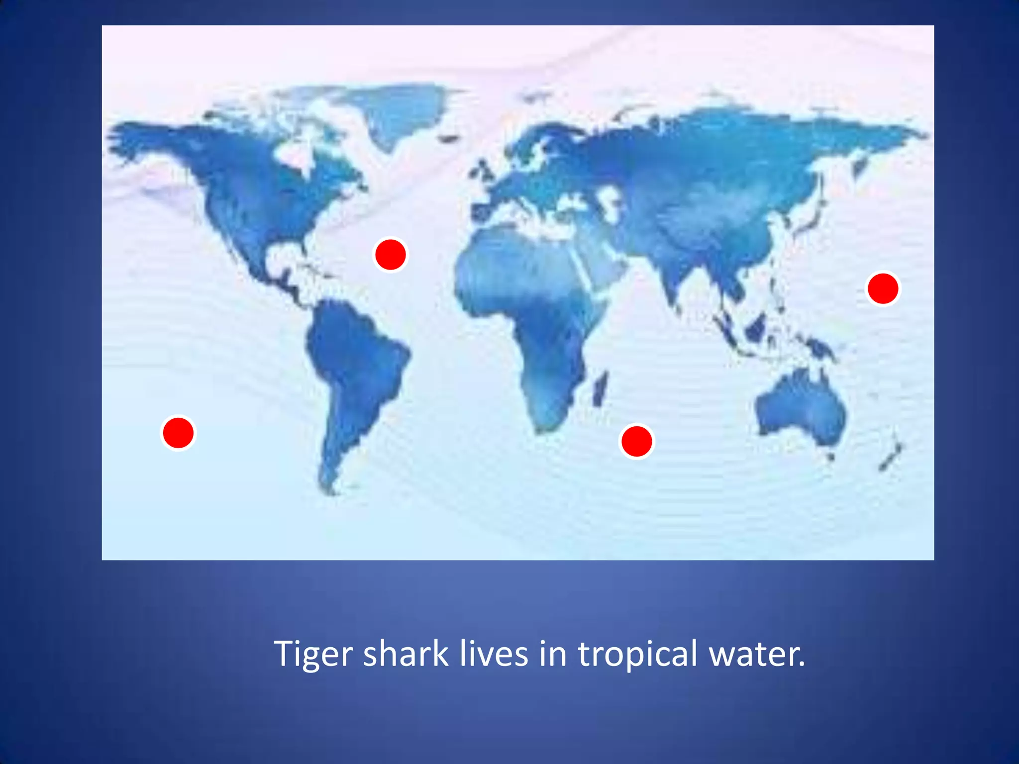 Tiger shark lives in tropical water.
