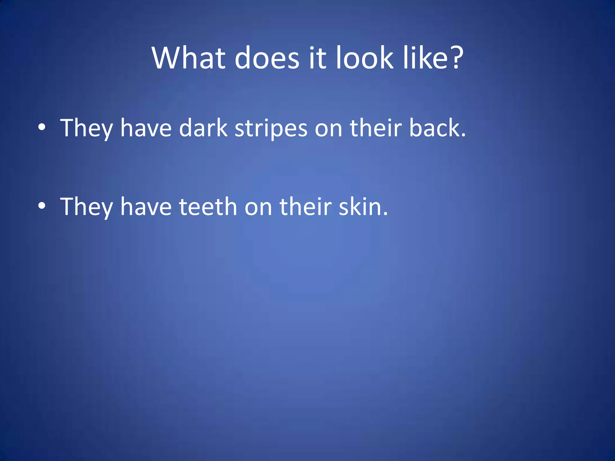 What does it look like?They have dark stripes on their back.They have teeth on their skin.