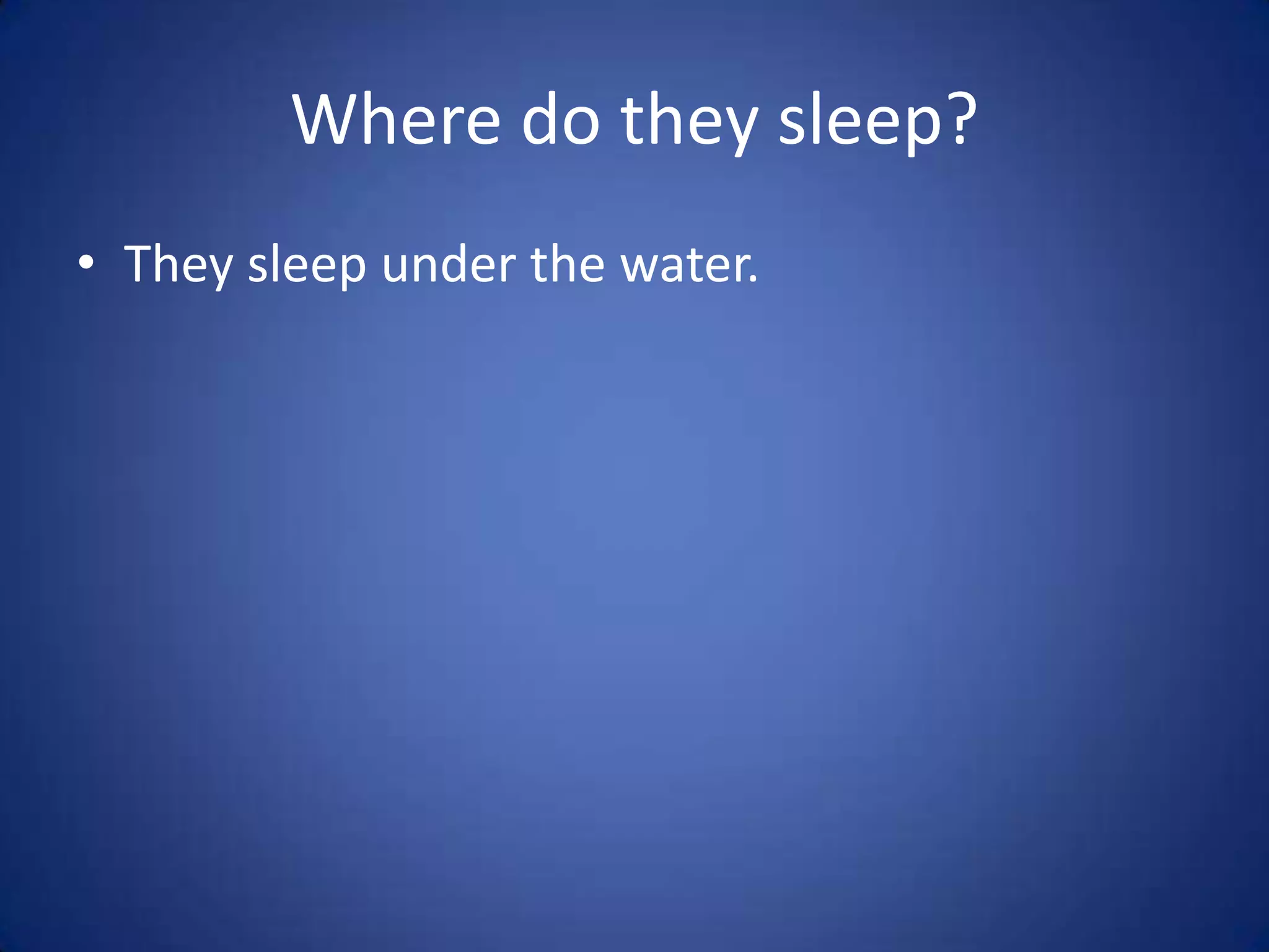 Where do they sleep?They sleep under the water.