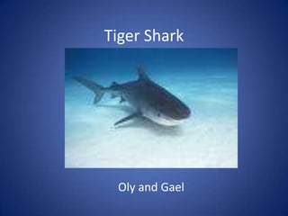 Tiger Shark Oly and Gael 