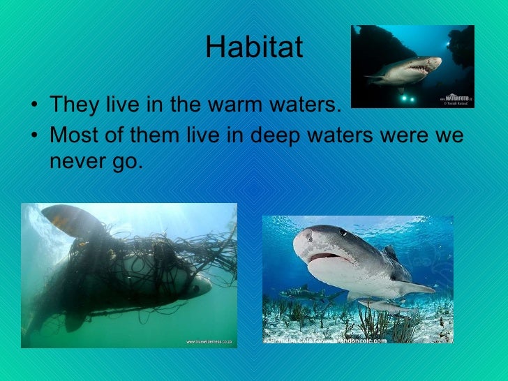 Tiger sharks