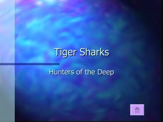 Tiger Sharks Hunters of the Deep 