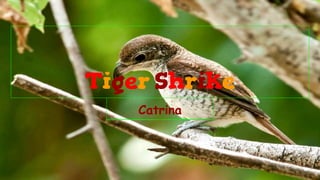 Tiger Shrike
Catrina
 