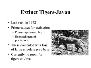 Tigers in trouble | PPT