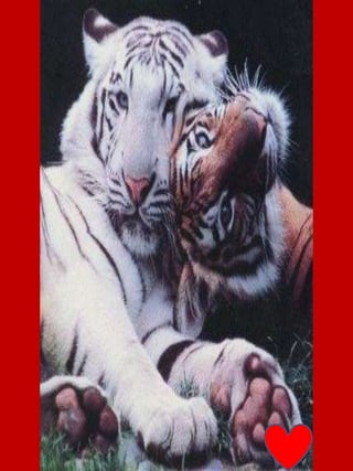 Tigers