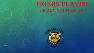 TIGERS PLAYING
CHIANG MAI THAILAND
 