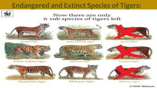 Tiger-Subspecies Postgraduate candidates | PPTX