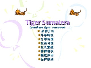 Tiger Sumatera ( pa nthera tigris sumatrae ) ,[object Object],[object Object],[object Object],[object Object],[object Object],[object Object],[object Object],[object Object],苏门答腊虎 