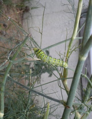 Tiger Swallowtail Caterpillar on Fennel