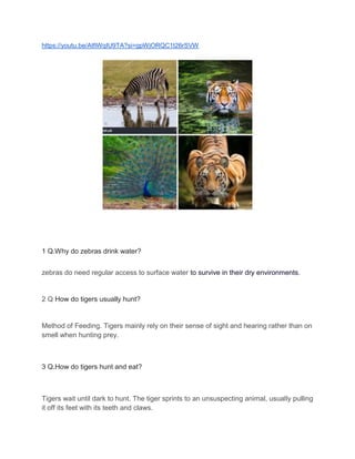 https://youtu.be/AtfiWqIU9TA?si=gpWjORQC1t26rSVW
1 Q.Why do zebras drink water?
zebras do need regular access to surface water to survive in their dry environments.
2 Q How do tigers usually hunt?
Method of Feeding. Tigers mainly rely on their sense of sight and hearing rather than on
smell when hunting prey.
3 Q.How do tigers hunt and eat?
Tigers wait until dark to hunt. The tiger sprints to an unsuspecting animal, usually pulling
it off its feet with its teeth and claws.
 