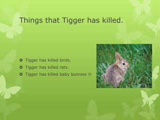 Things that Tigger has killed.Tigger has killed birds.Tigger has killed rats.Tigger has killed baby bunnies 
