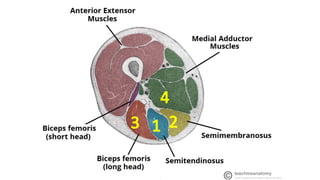 Thigh - Posterior Compartment, Hamstring muscles | PPT