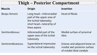 Thigh - Posterior Compartment, Hamstring muscles | PPT