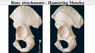 Thigh - Posterior Compartment, Hamstring muscles | PPT