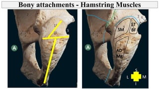 Thigh - Posterior Compartment, Hamstring muscles | PPT