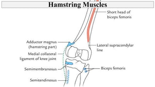 Thigh - Posterior Compartment, Hamstring muscles | PPT
